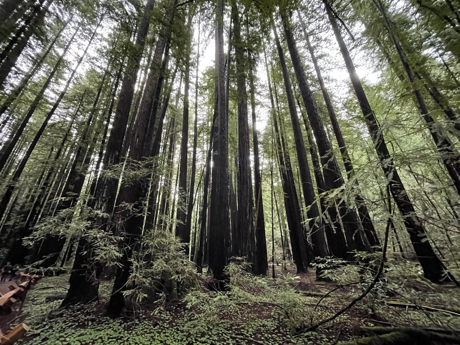 A small creek running beneath coast redwoods in Armstrong Redwoods State Natural Reserve