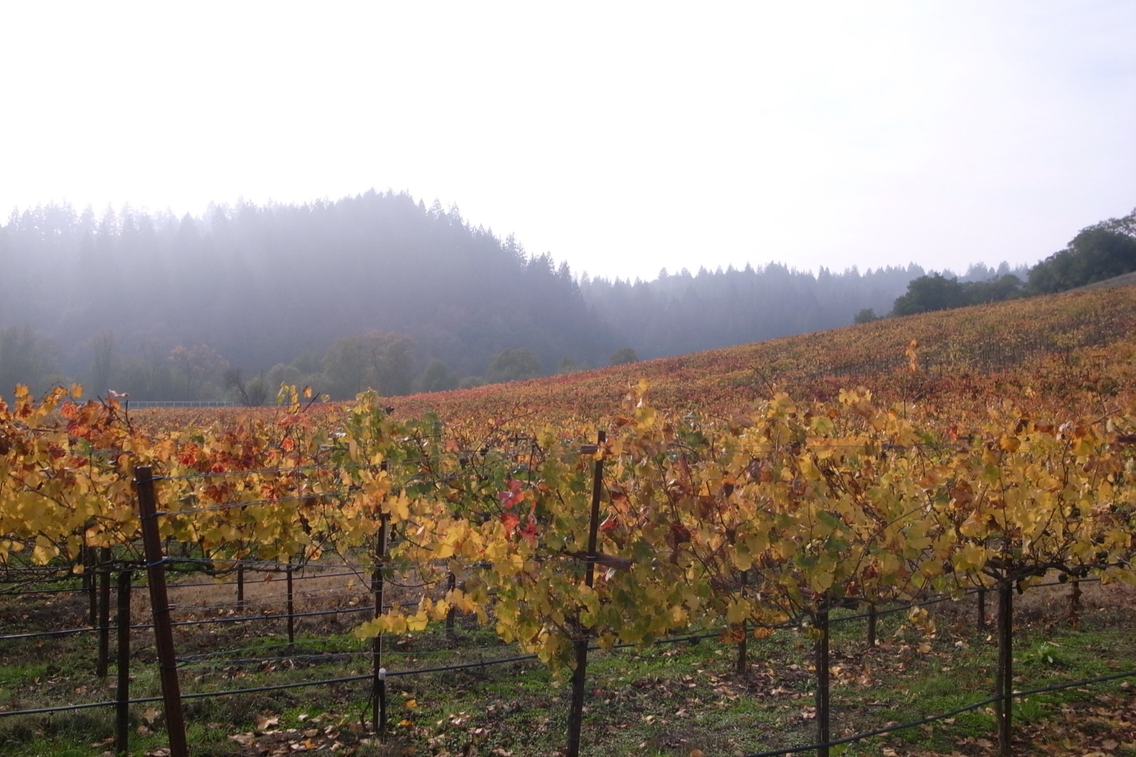 Vineyard rows in the Russian River Valley wine appellation