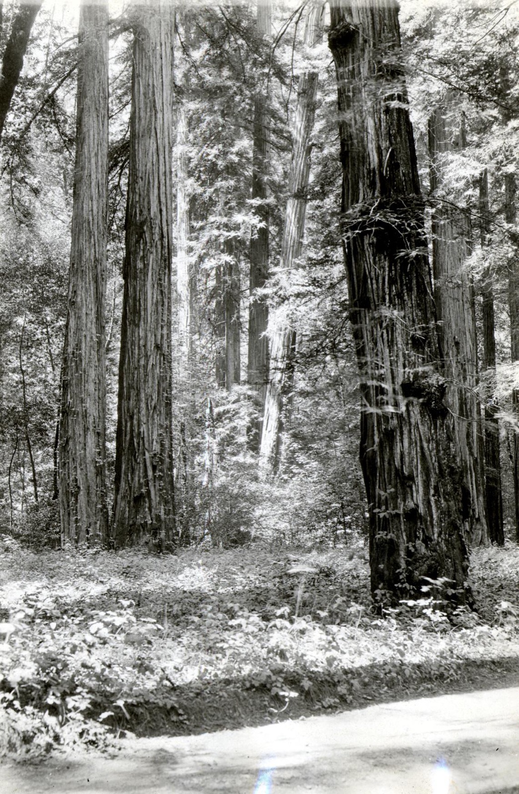 Old-growth redwood trunks in Armstrong Grove photographed in 1926